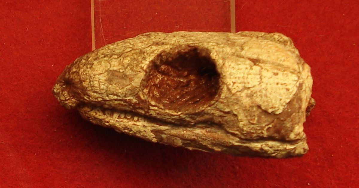 Reptila mumificată de acum 289 milioane de ani dezvăluie secretul respirației