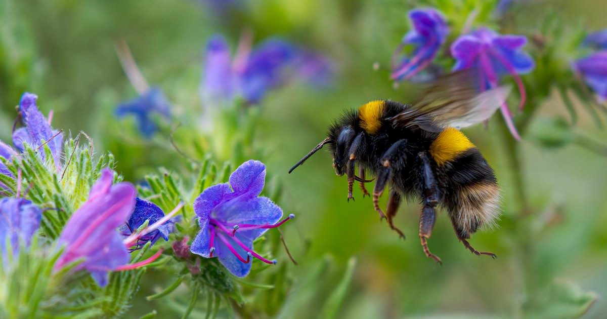 Reginele rezistă iernii! Albinele respiră sub apă, sfidând condițiile extreme