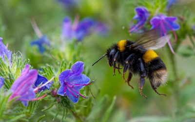 Reginele rezistă iernii! Albinele respiră sub apă, sfidând condițiile extreme
