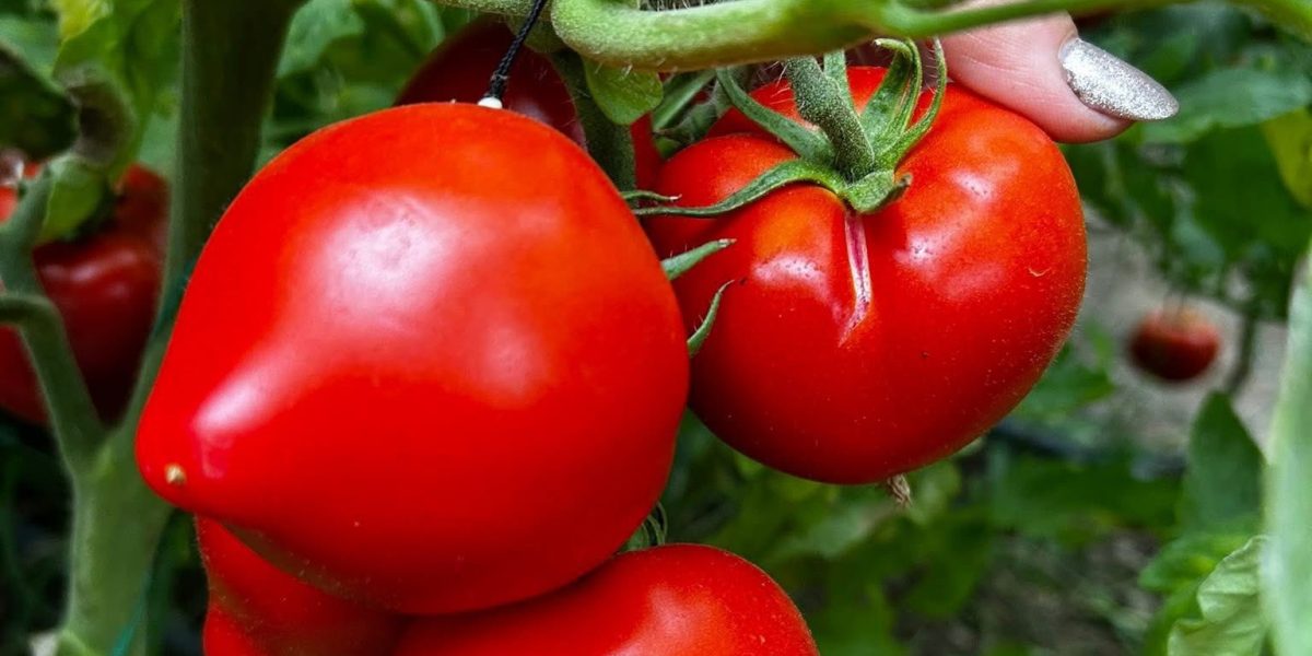 rosii-prekos.jpg - NewsFactor