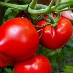 rosii-prekos.jpg - NewsFactor