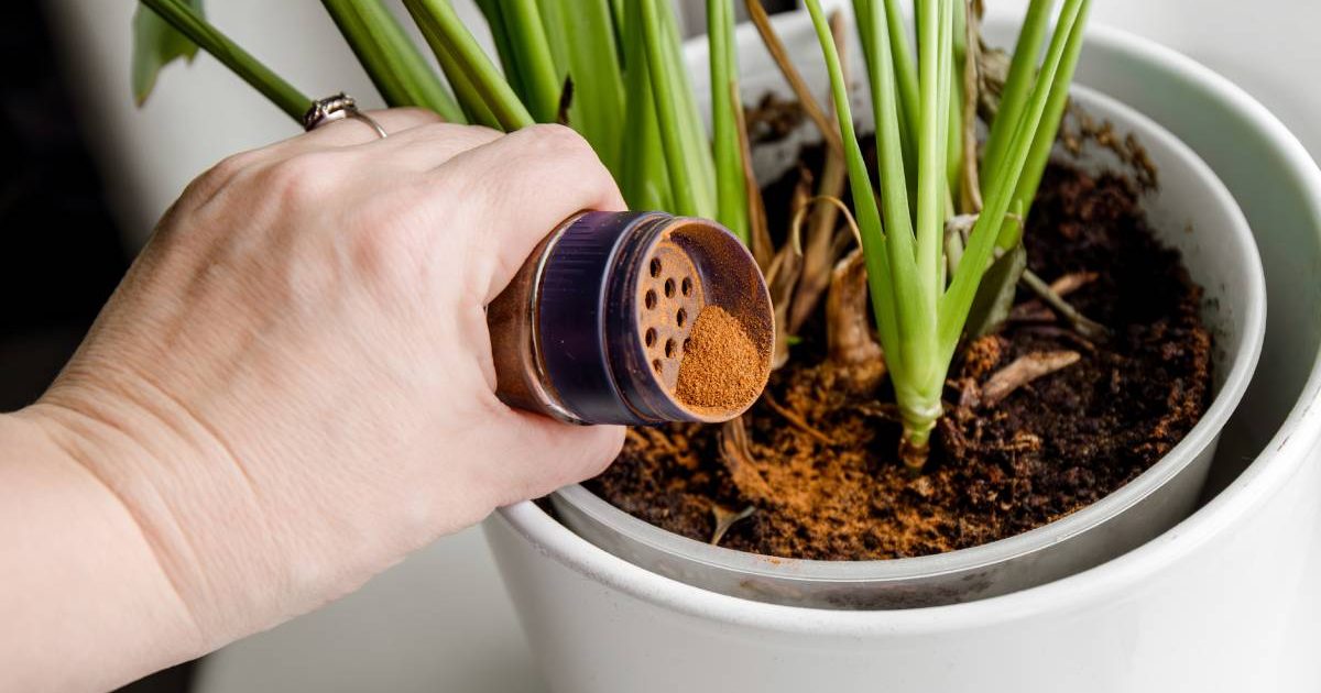 Scorțișoara, secretul grădinarilor: Cum să înmulțești plantele, fără chimicale