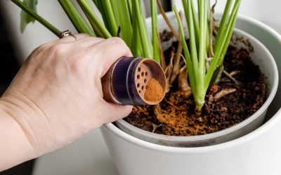 Scorțișoara, secretul grădinarilor: Cum să înmulțești plantele, fără chimicale