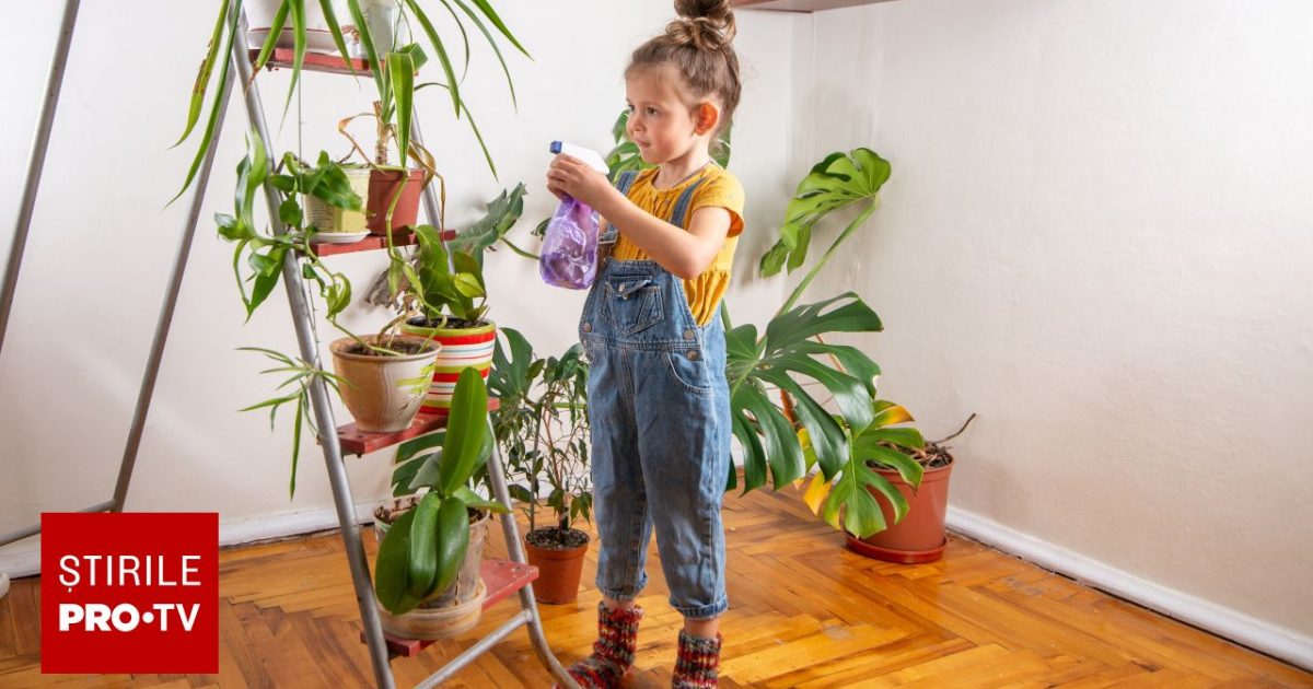 Plantele din casă, pericol ascuns pentru copii: Efecte toxice grave