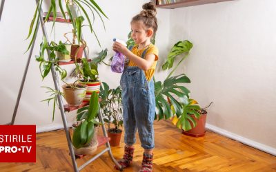 Plantele din casă, pericol ascuns pentru copii: Efecte toxice grave