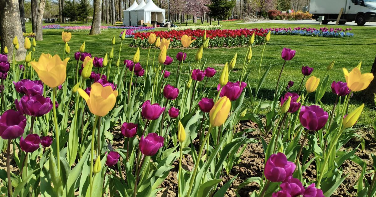 Lalele spectaculoase la Pitești: Expoziție florală record în România. Soi unic!