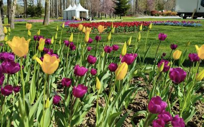 Lalele spectaculoase la Pitești: Expoziție florală record în România. Soi unic!