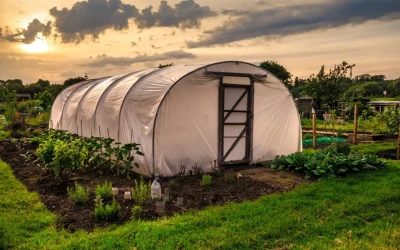 Bani pentru sere și solarii: Guvernul alocă 275 de milioane de lei în 2026