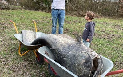 Somnul GIGANTIC din Germania: Vechea legendă, confirmată!