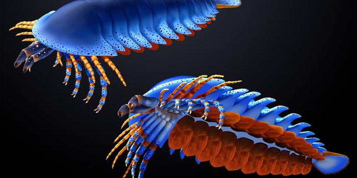 specie-de-paianjen-preistoric_Masato-Hattori_Harvard-University_eurekalert_Descopera.jpg - NewsFactor