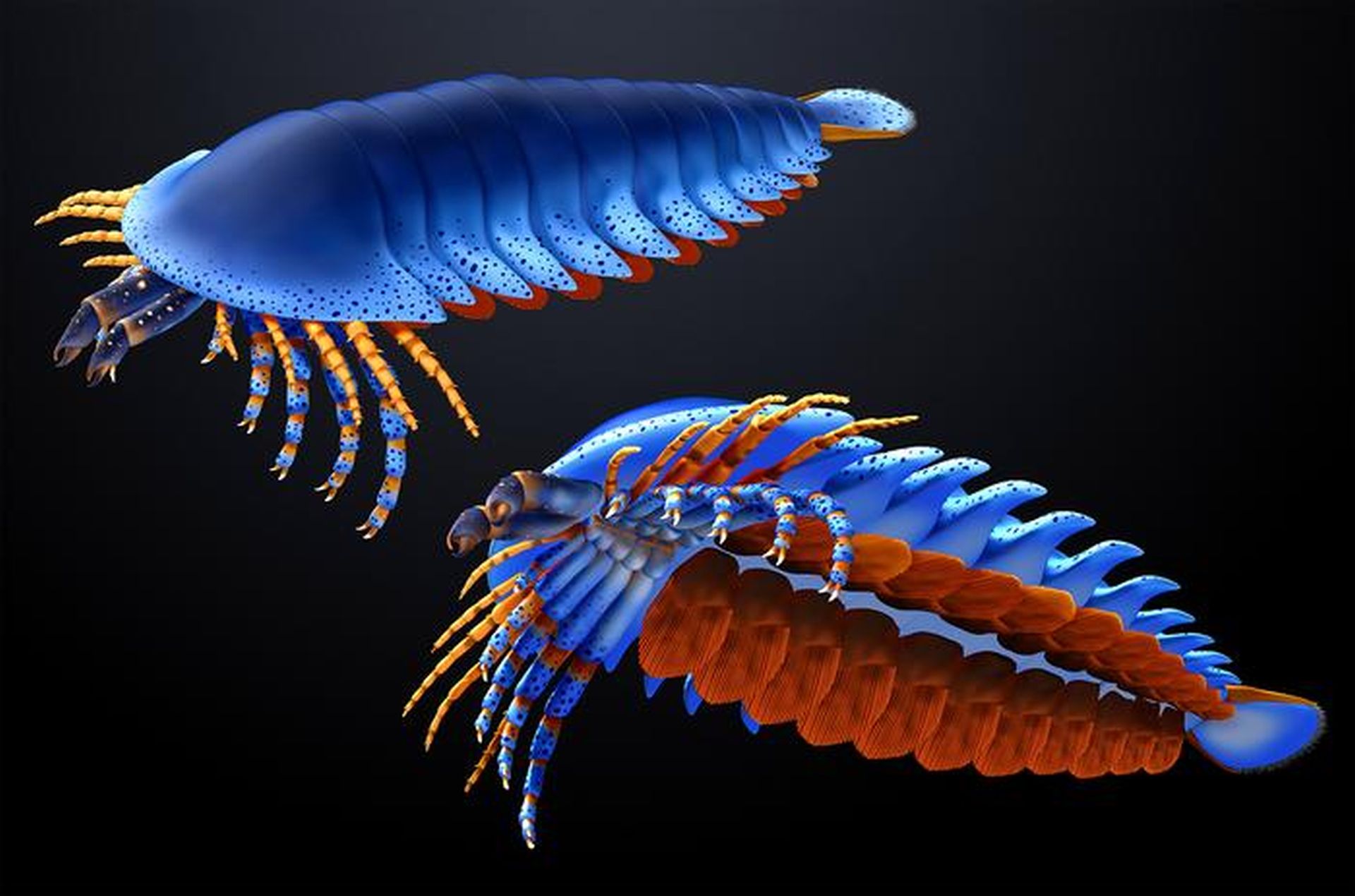 O specie de păianjen preistoric, cu clești frontali neașteptați, rescrie istoria evoluției artropodelor O descoperire senzațională a cercetătorilor de la Universitatea Harvard (SUA) a scos la iveală o specie de păianjen preistoric cu o caracteristică anatomică uluitoare: clești frontali, amplasați într-o poziție neobișnuită pentru artropodele timpurii
