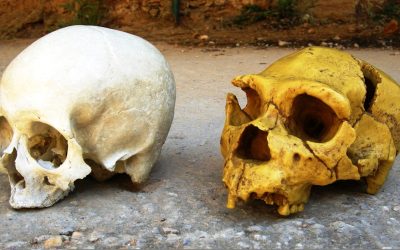 Cum ne influențează NEANDERTHALIENII azi: ADN-ul vechi, efecte noi