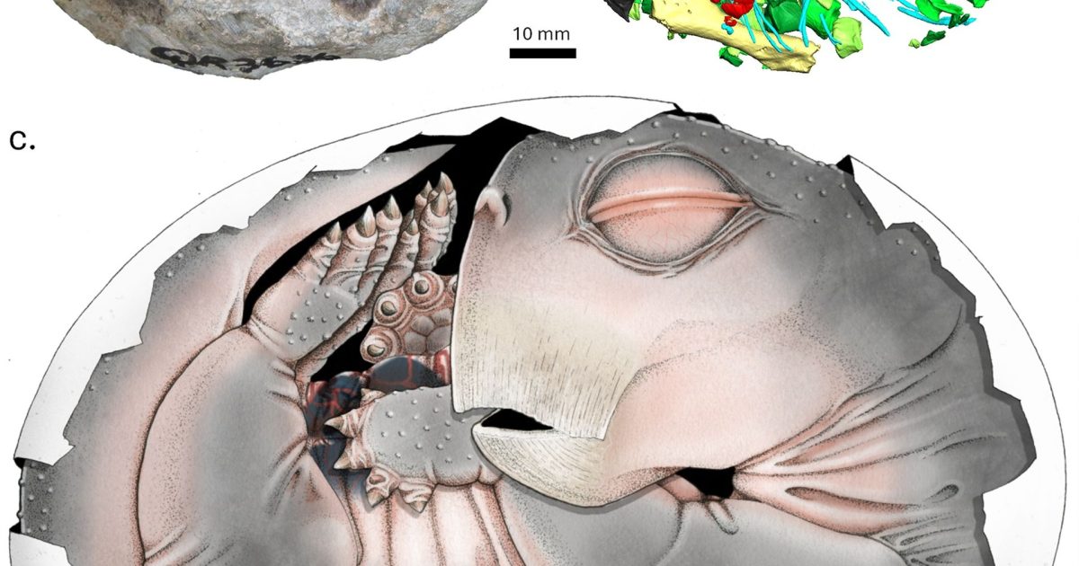Primele dovezi: Strămoșii mamiferelor depuneau ouă
