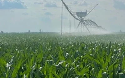 JD Agro Cocora revine pe profit: Afacerea daneză din România, pe plus