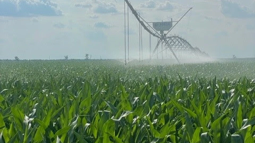 JD Agro Cocora revine pe profit: Afacerea daneză din România, pe plus