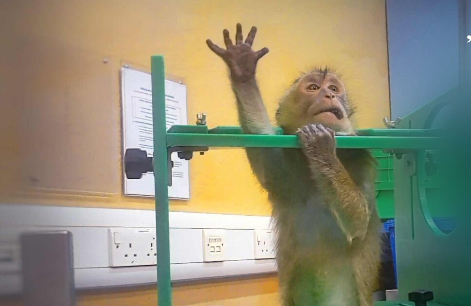 Imagini șocante din laboratoare: Apeluri pentru oprirea testelor pe animale