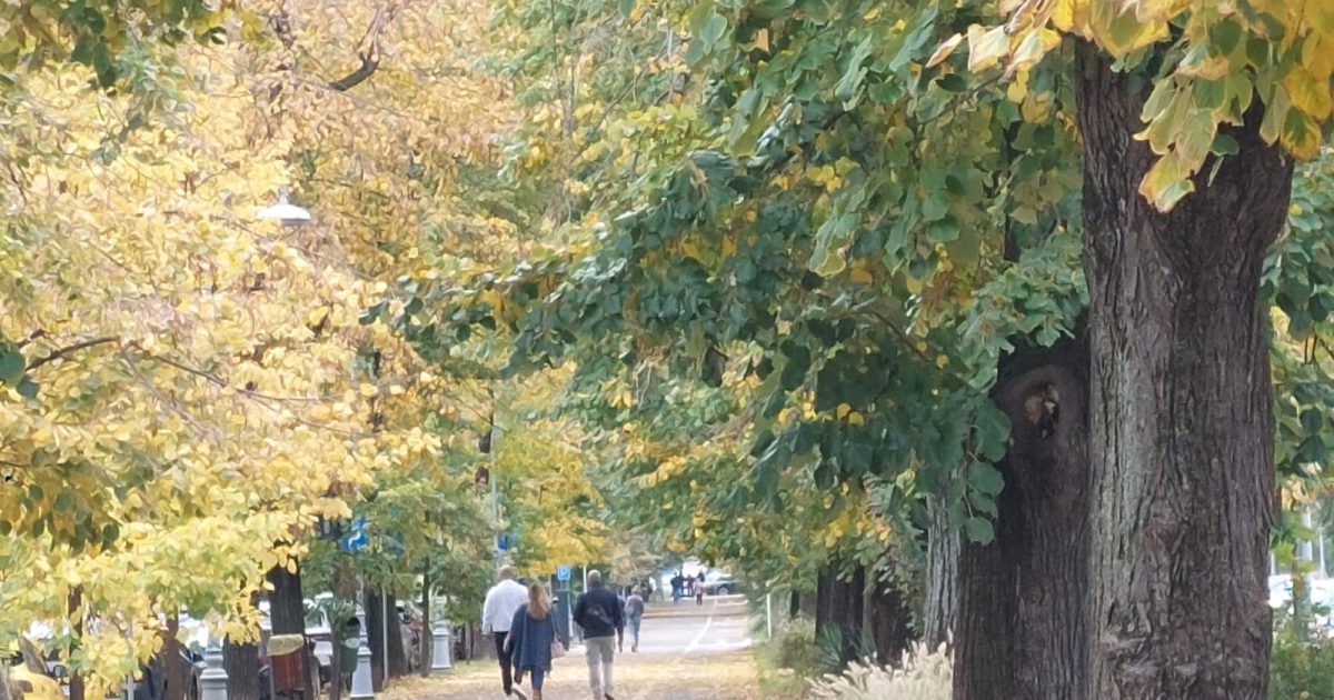 Declic reacționează dur: Cum va fi numit parcul din Sectorul 4 Donald Trump?