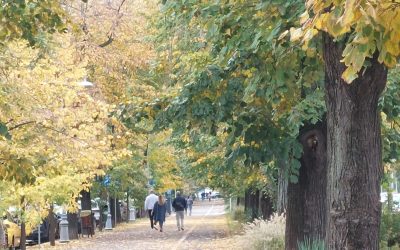 Declic reacționează dur: Cum va fi numit parcul din Sectorul 4 Donald Trump?