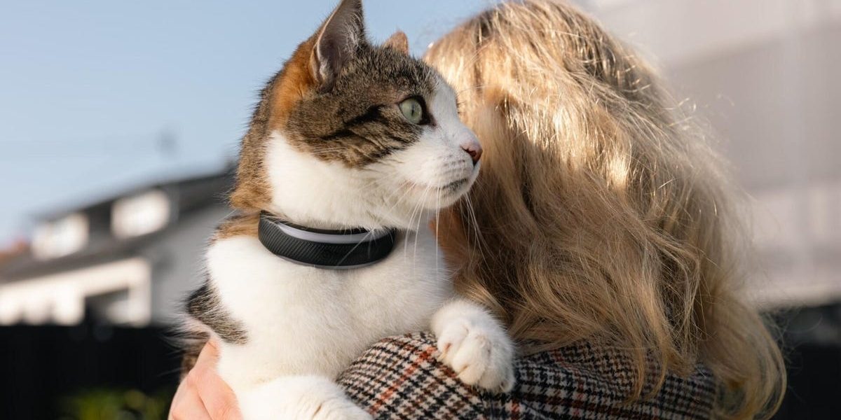 Zgărzi inteligente monitorizează sănătatea câinilor și pisicilor