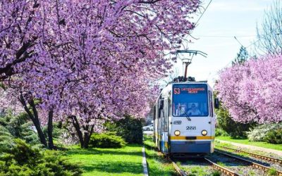 Program transport București de Paște: 25 de linii de noapte și tramvaiul 41
