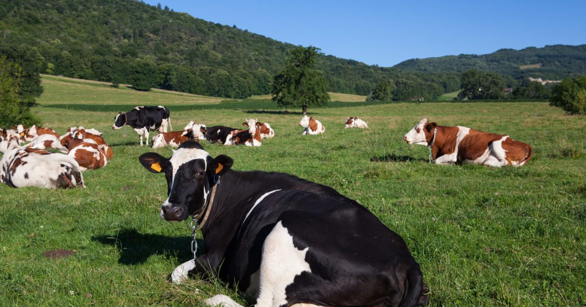 Vaci moarte într-o fermă: Ce mister ascunde tragedia?