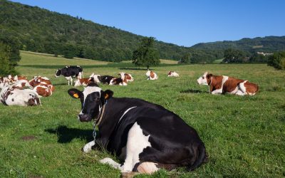 Vaci moarte într-o fermă: Ce mister ascunde tragedia?