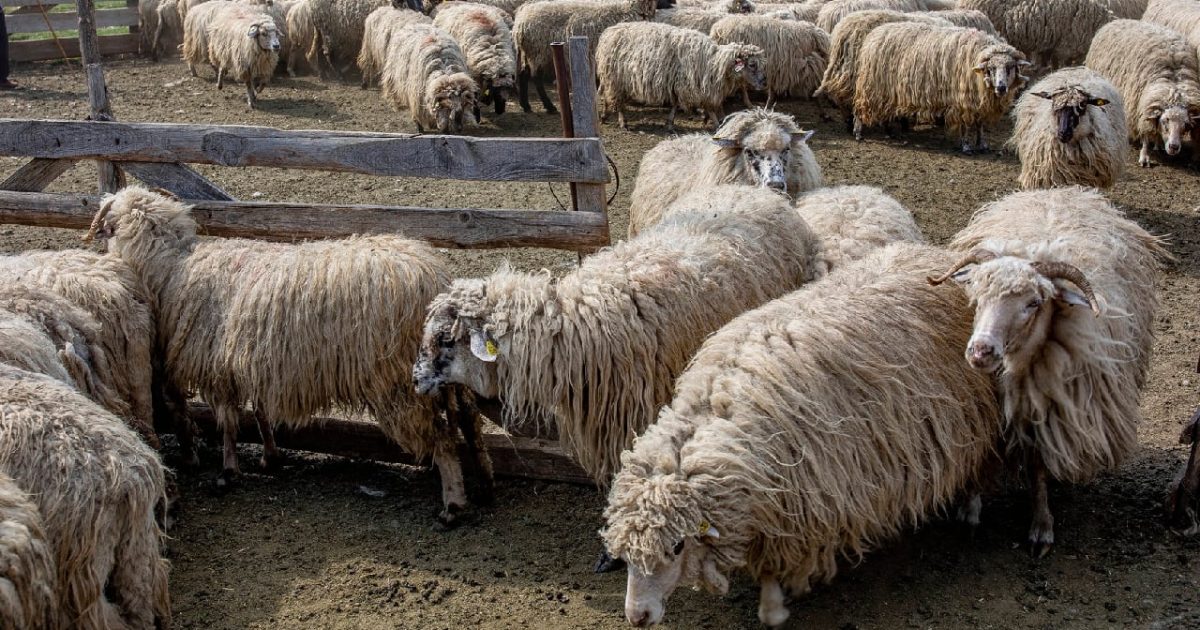 Statul plătește 182 de milioane lei pentru fabrica de lână din Făgețelu, Olt