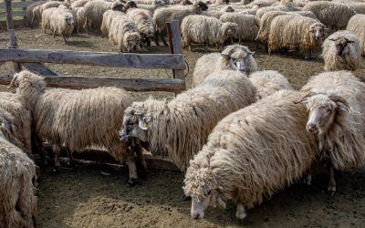 Statul plătește 182 de milioane lei pentru fabrica de lână din Făgețelu, Olt