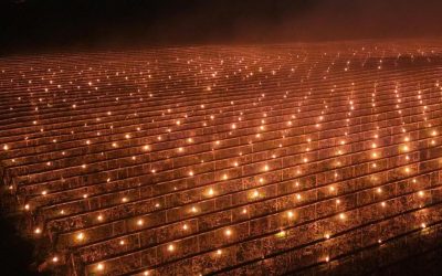 A dat foc la 40.000 de euro ca să-și salveze cireșii de la îngheț în Cluj