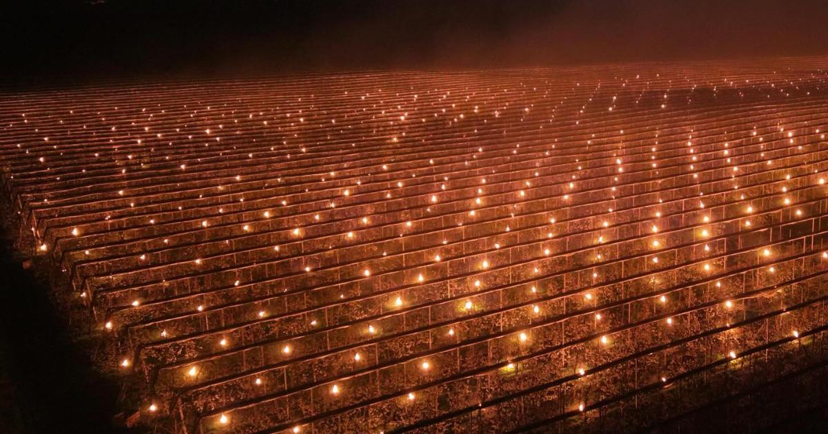 A dat foc la 40.000 de euro ca să-și salveze cireșii de la îngheț în Cluj