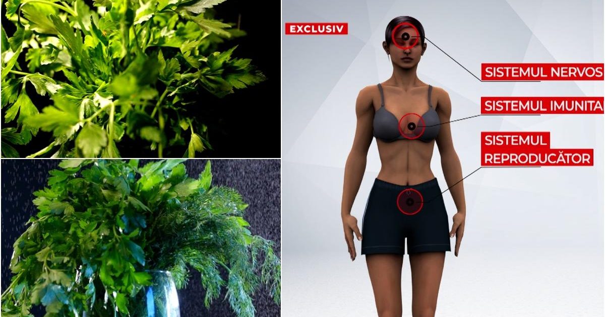 Legumele din piețe, la analize: Leuştean, mărar, pătrunjel cu „surprize”