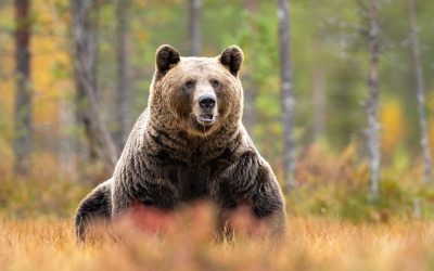 Urșii, VÂNAȚI la greu: Aproape 1.000 pot fi recoltați, legea a trecut de Cameră