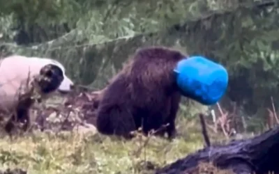 Vânători REȚINUȚI după ce ar fi împușcat un urs