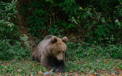 Urs brun din Brașov, ucis ilegal cu termoviziune: Ce riscă vânătorii