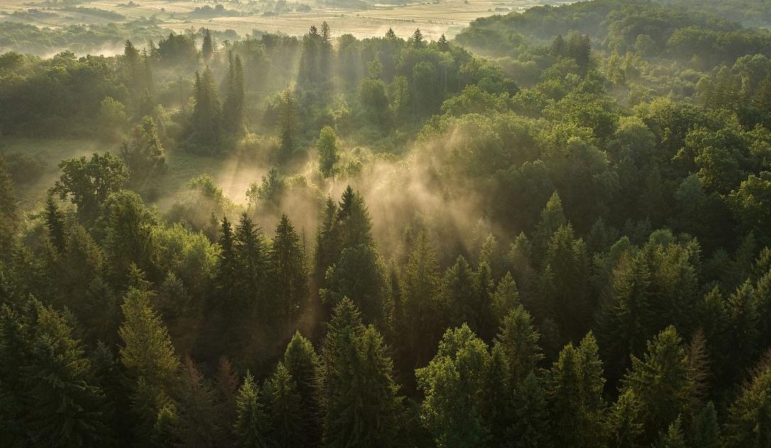 Pădurile seculare din Vânători Neamț, pe platforma Earth FM