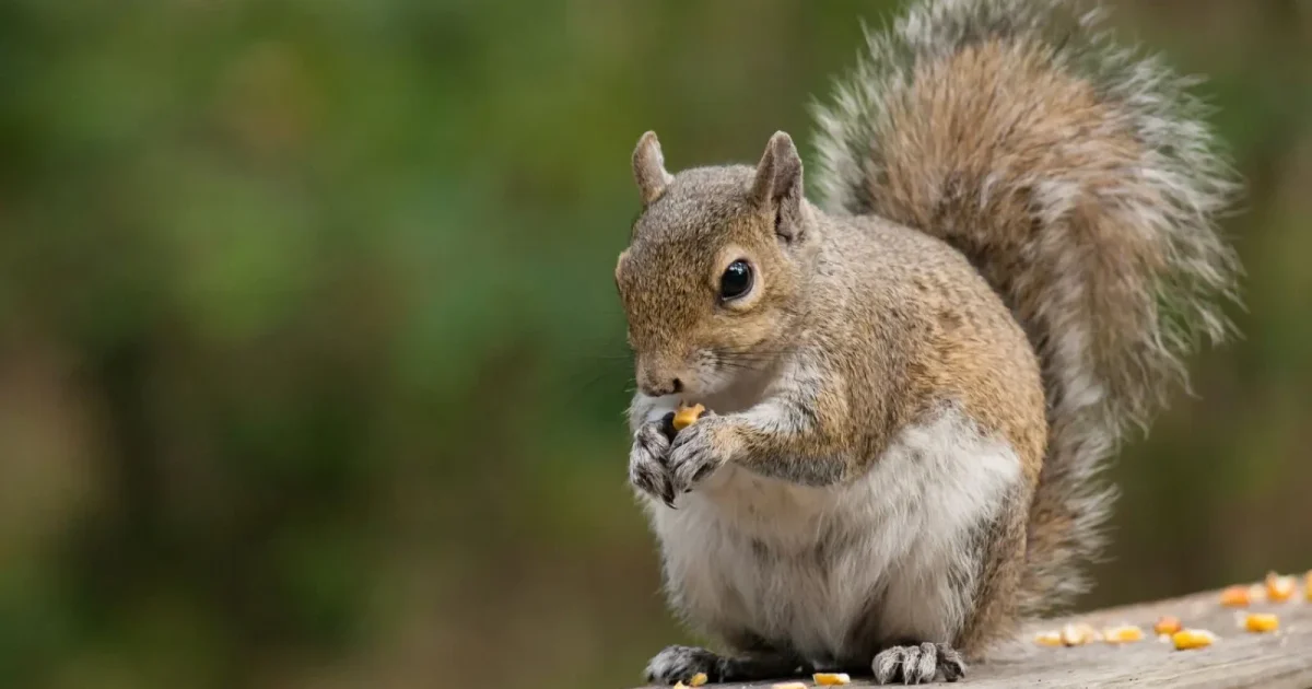 Animalele sălbatice și viața la oraș: Cum se adaptează, e uimitor!