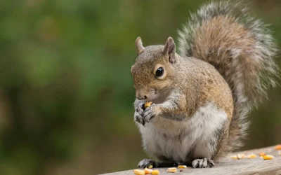 Animalele sălbatice și viața la oraș: Cum se adaptează, e uimitor!