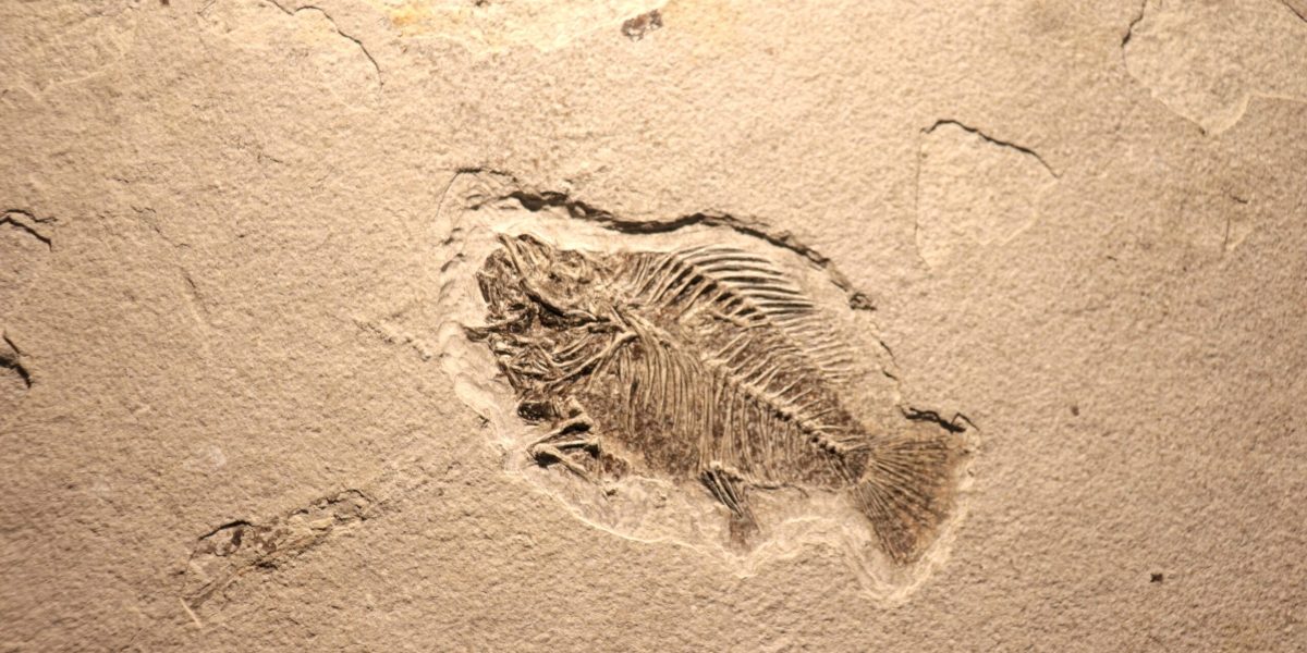 viata-fosile-shutter_Descopera-scaled.jpg - NewsFactor