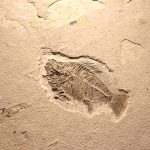 viata-fosile-shutter_Descopera-scaled.jpg - NewsFactor