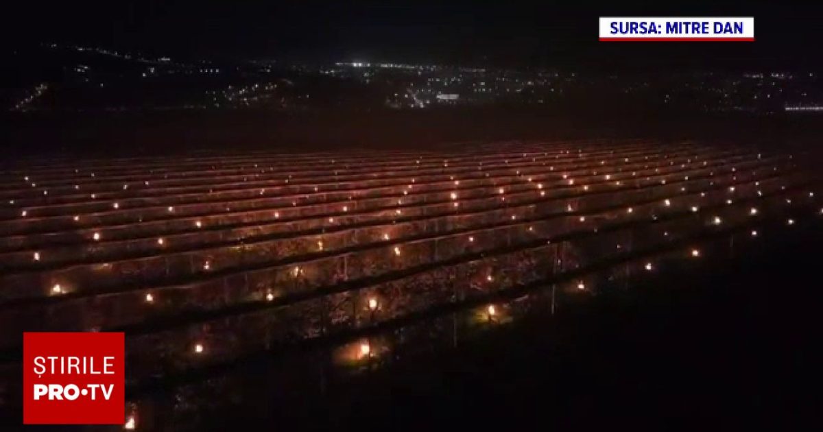 Fermier clujean, disperat de îngheț: 4.000 de lumânări și 40.000 de euro pentru livadă
