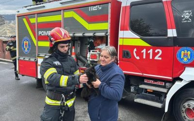 Iași: Pisică speriată, salvată spectaculos de pompieri, la 12 metri