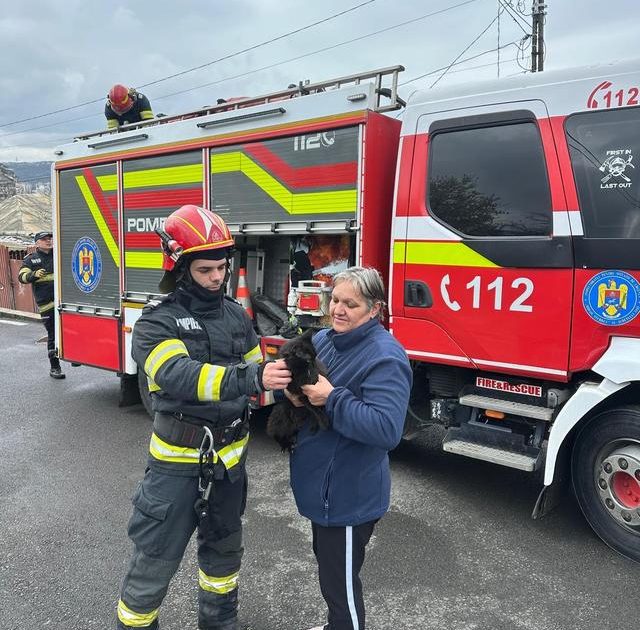 Pompierii ieșeni au intervenit vineri pentru a salva o pisică blocată într-un brad, la o înălțime considerabilă