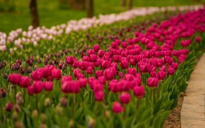 Simfonia Lalelelor revine la Pitești: Show cu artiști de top și sport