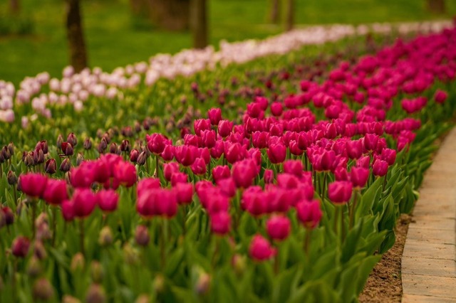 Simfonia Lalelelor revine la Pitești: Show cu artiști de top și sport