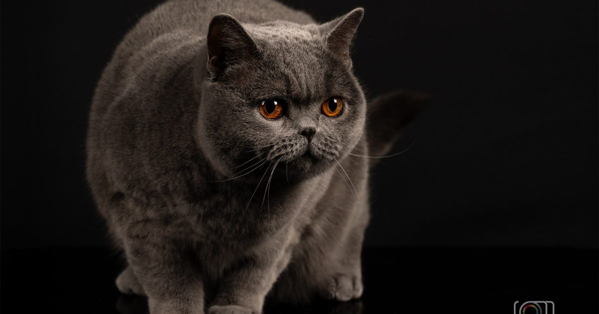 Kira Kiralina, pisicuța din România, cucerește Scandinavia, ursoaica de Bucovina e campioană