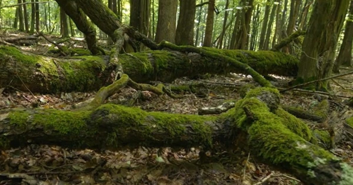 Românul care a lucrat la Dune II, proiect inedit în Parcul Vânători-Neamț