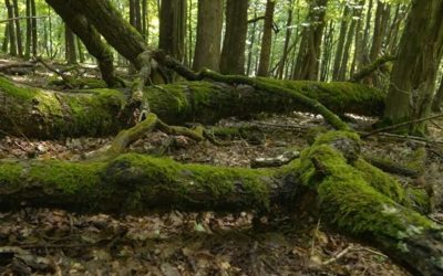 Românul care a lucrat la Dune II, proiect inedit în Parcul Vânători-Neamț