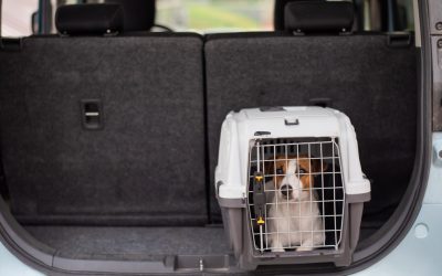 Animale de companie în UE: Ce trebuie să știe proprietarii înainte de călătorie