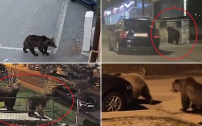 Ursul, coșmarul munților: Revine seara la casele românilor, în căutare de hrană