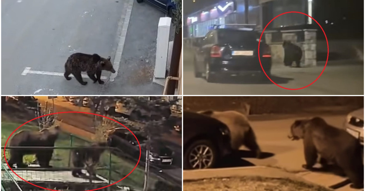 Ursul, coșmarul munților: Revine seara la casele românilor, în căutare de hrană